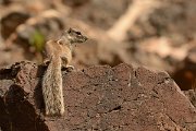 David Plant Photography - Wildlife Photography - Barbary ground squirrel - C