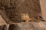 David Plant Photography - Wildlife Photography - Barbary ground squirrel - D