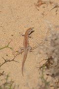 David Plant Photography - Wildlife Photography - Haria lizard - A