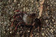 David Plant Photography - Wildlife Photography - Red rock crab - Grapsus adscensionis - A