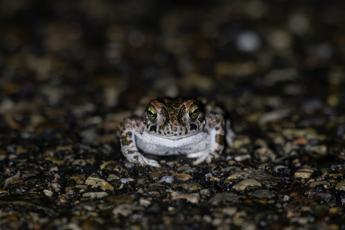 DPPhotography - Andalucia - Natterjack toad - B.jpg - Natterjack toad (Epidalea calamita - Sierra de Andújar