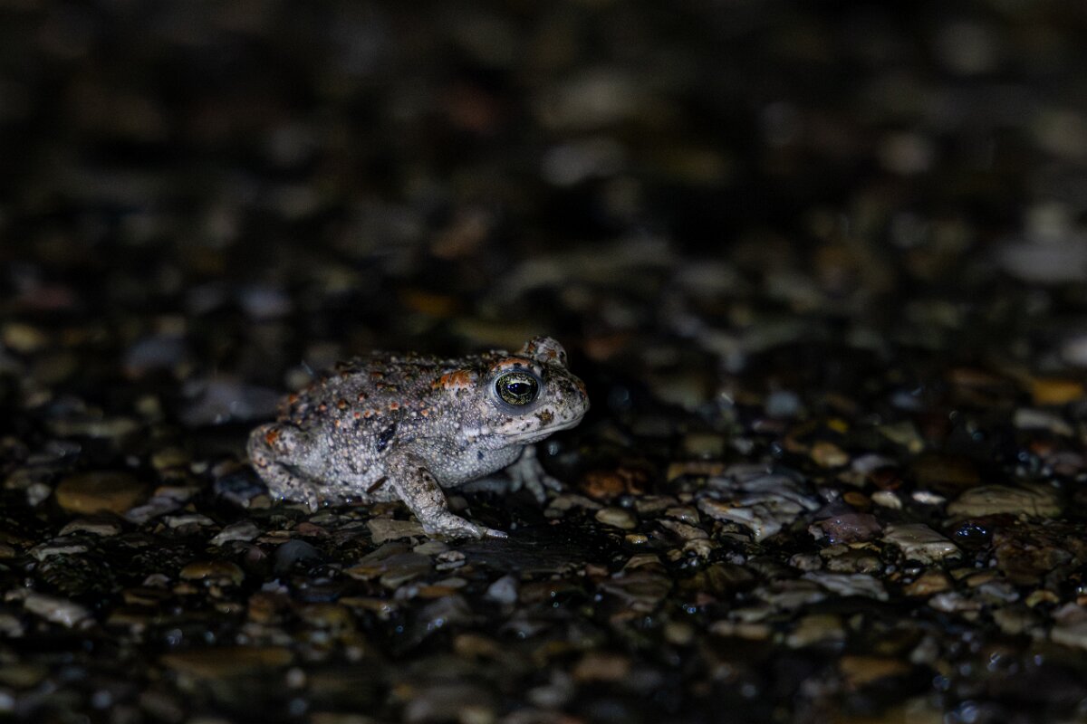 DPPhotography - Andalucia - Natterjack toad - D.jpg - Natterjack toad (Epidalea calamita - Sierra de Andújar