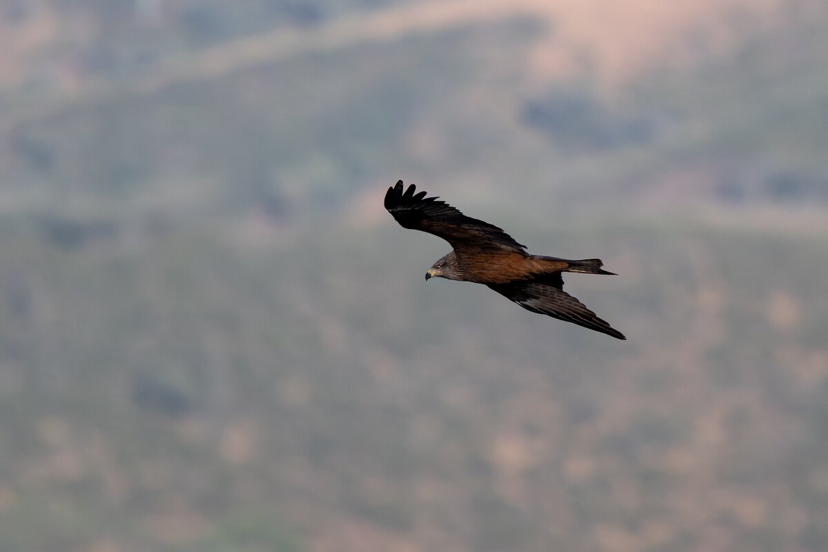 DPPhotography - Extremadura - Black kite - A.jpg - Black kite - Castillo de Monfrague, Extremadura