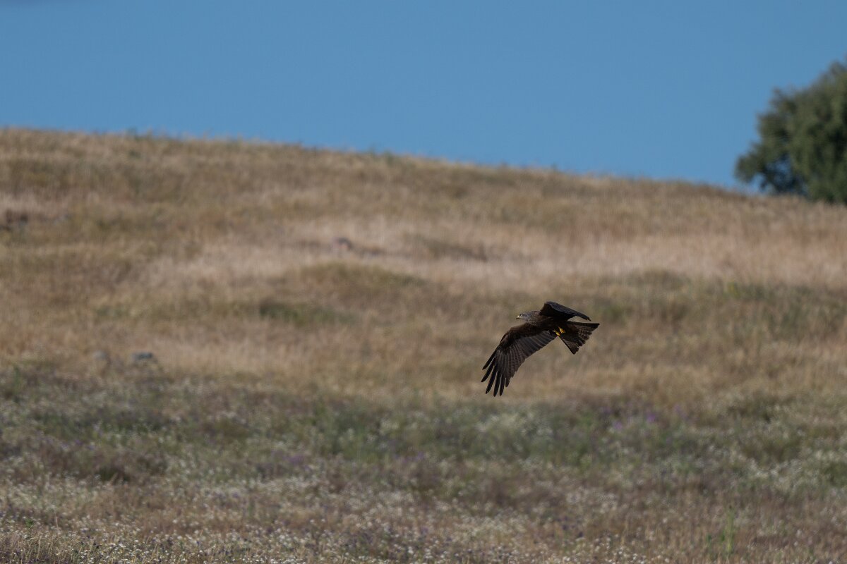 DPPhotography - Extremadura - Black kite - G.jpg - Black kite - Trujillo Plains, Extremadura