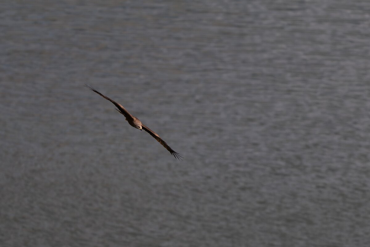 DPPhotography - Extremadura - Black kite - H.jpg - Black kite - Peña Falcon, Monfragüe