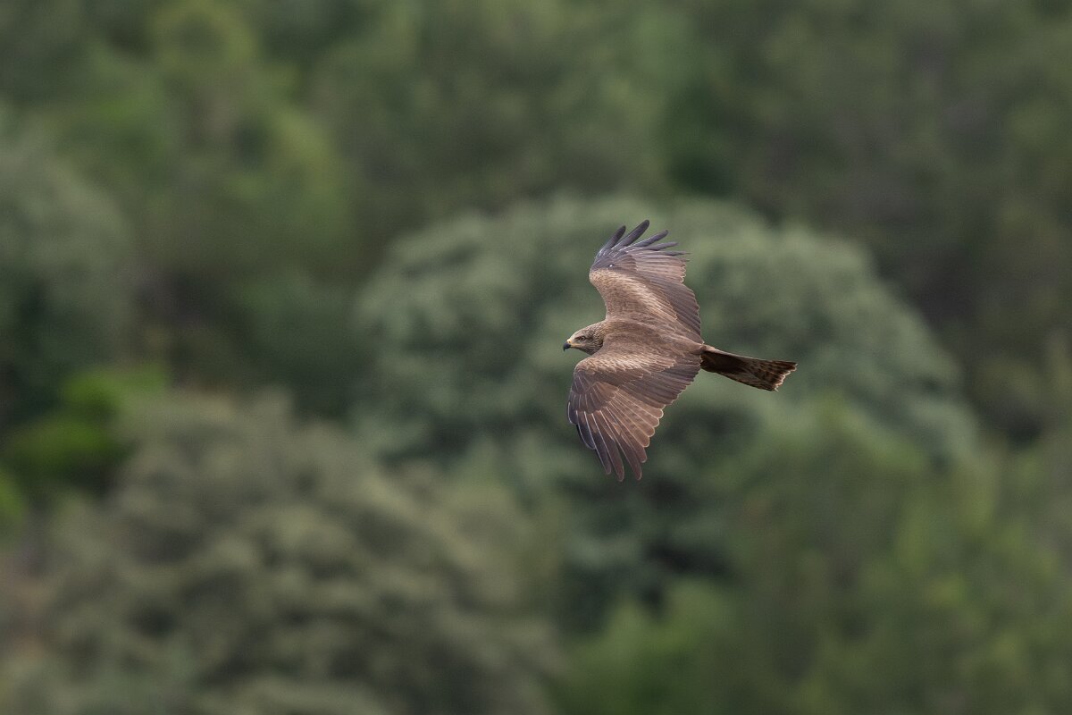 DPPhotography - Extremadura - Black kite - K.jpg - Black kite - Peña Falcon, Monfragüe