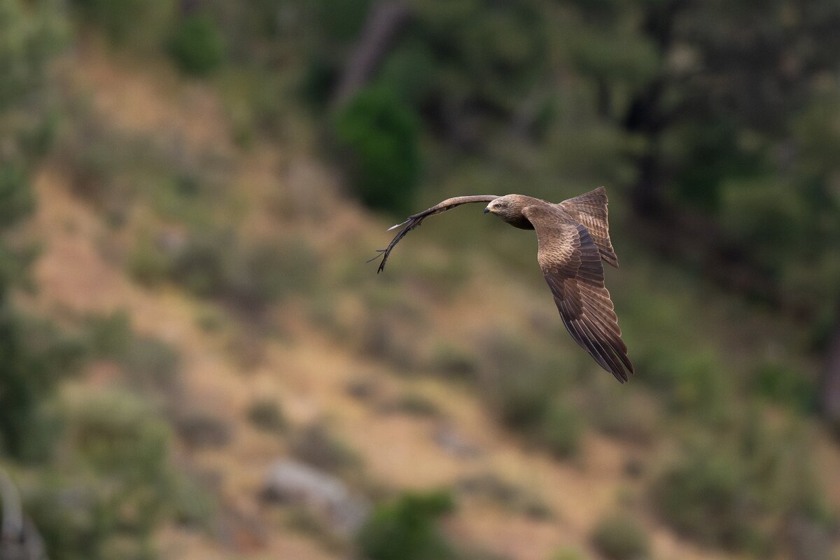 DPPhotography - Extremadura - Black kite - M.jpg - Black kite - Peña Falcon, Monfragüe