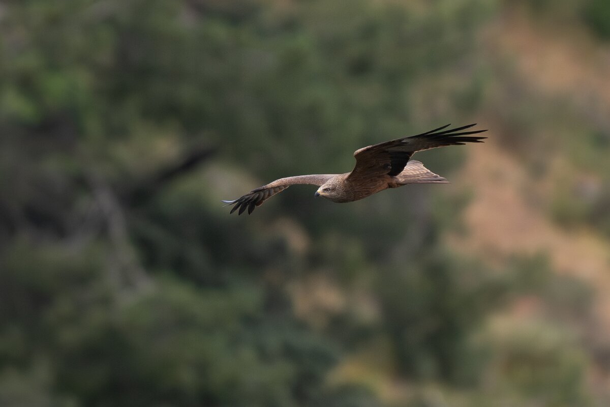 DPPhotography - Extremadura - Black kite - N.jpg - Black kite - Peña Falcon, Monfragüe