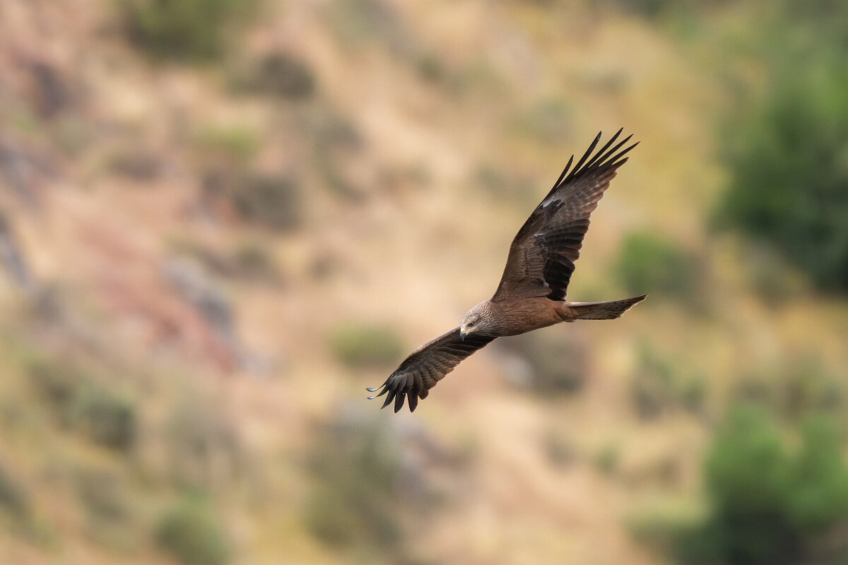 DPPhotography - Extremadura - Black kite - O.jpg - Black kite - Peña Falcon, Monfragüe