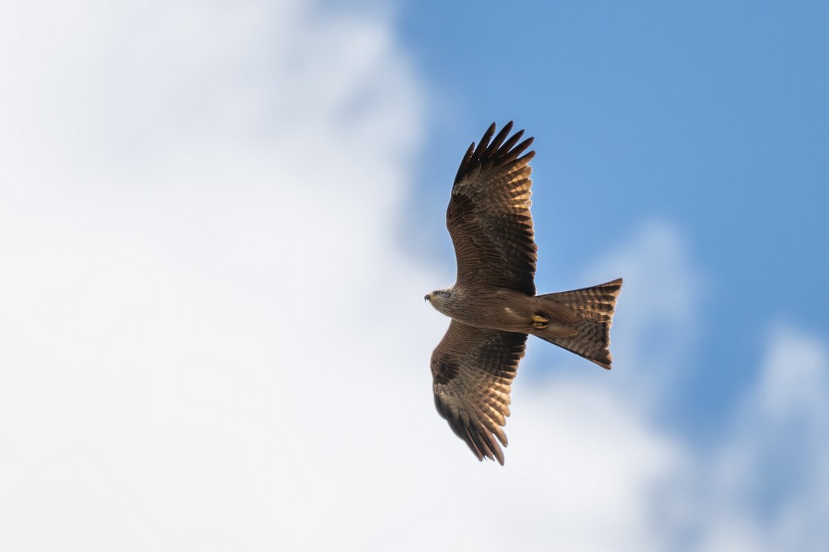 DPPhotography - Extremadura - Black kite - Q.jpg - Black kite - Puentes de Don Francisco, Embalse de José María de Oriol