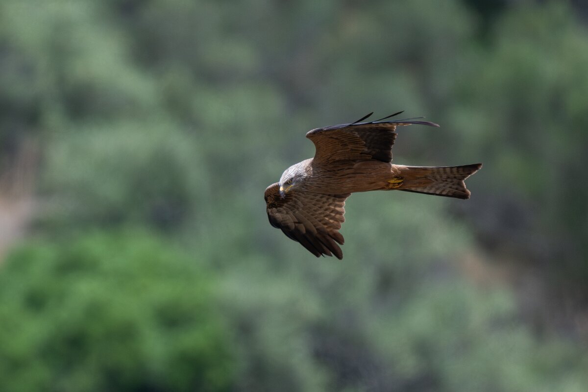 DPPhotography - Extremadura - Black kite - T.jpg - Black kite - Puentes de Don Francisco, Embalse de José María de Oriol