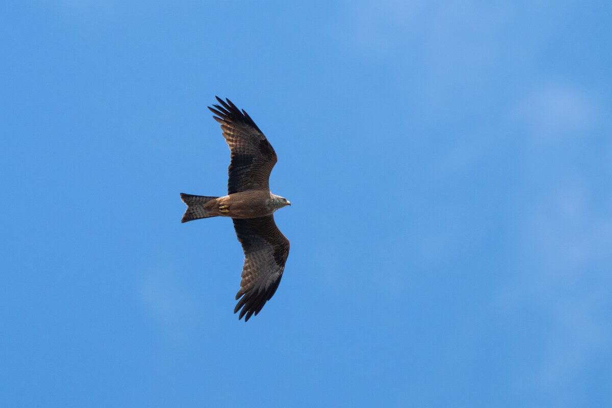 DPPhotography - Extremadura - Black kite - U.jpg - Black kite - Puentes de Don Francisco, Embalse de José María de Oriol