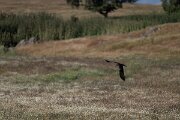DPPhotography - Extremadura - Black kite - E