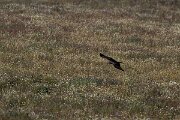 DPPhotography - Extremadura - Black kite - F