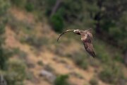 DPPhotography - Extremadura - Black kite - M