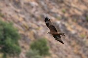 DPPhotography - Extremadura - Black kite - P