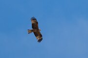 DPPhotography - Extremadura - Black kite - V