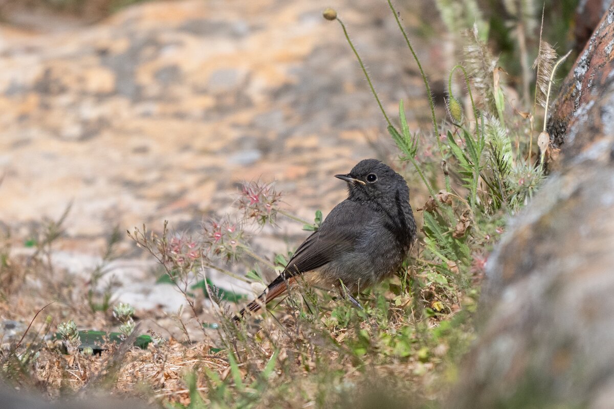 DPPhotography - Extremadura - Black redstart - A.jpg - Black redstart - Castillo de Monfragüe, Extremadura