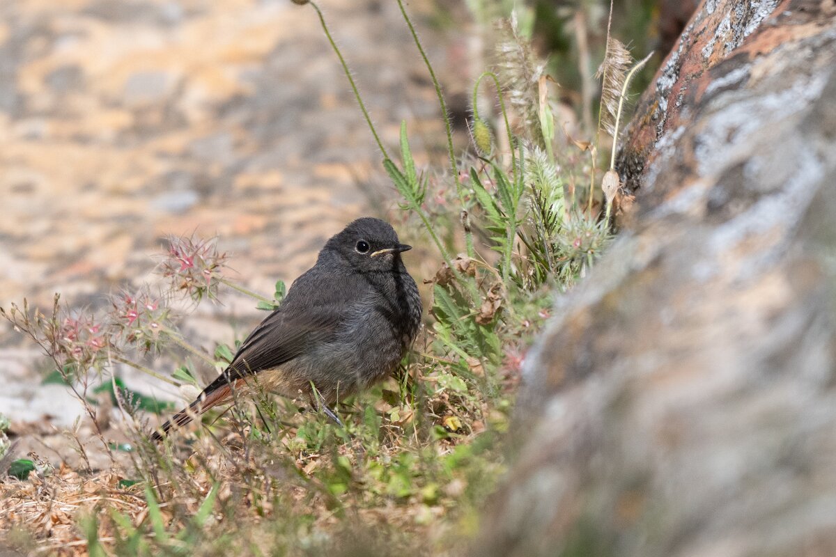 DPPhotography - Extremadura - Black redstart - B.jpg - Black redstart - Castillo de Monfragüe, Extremadura