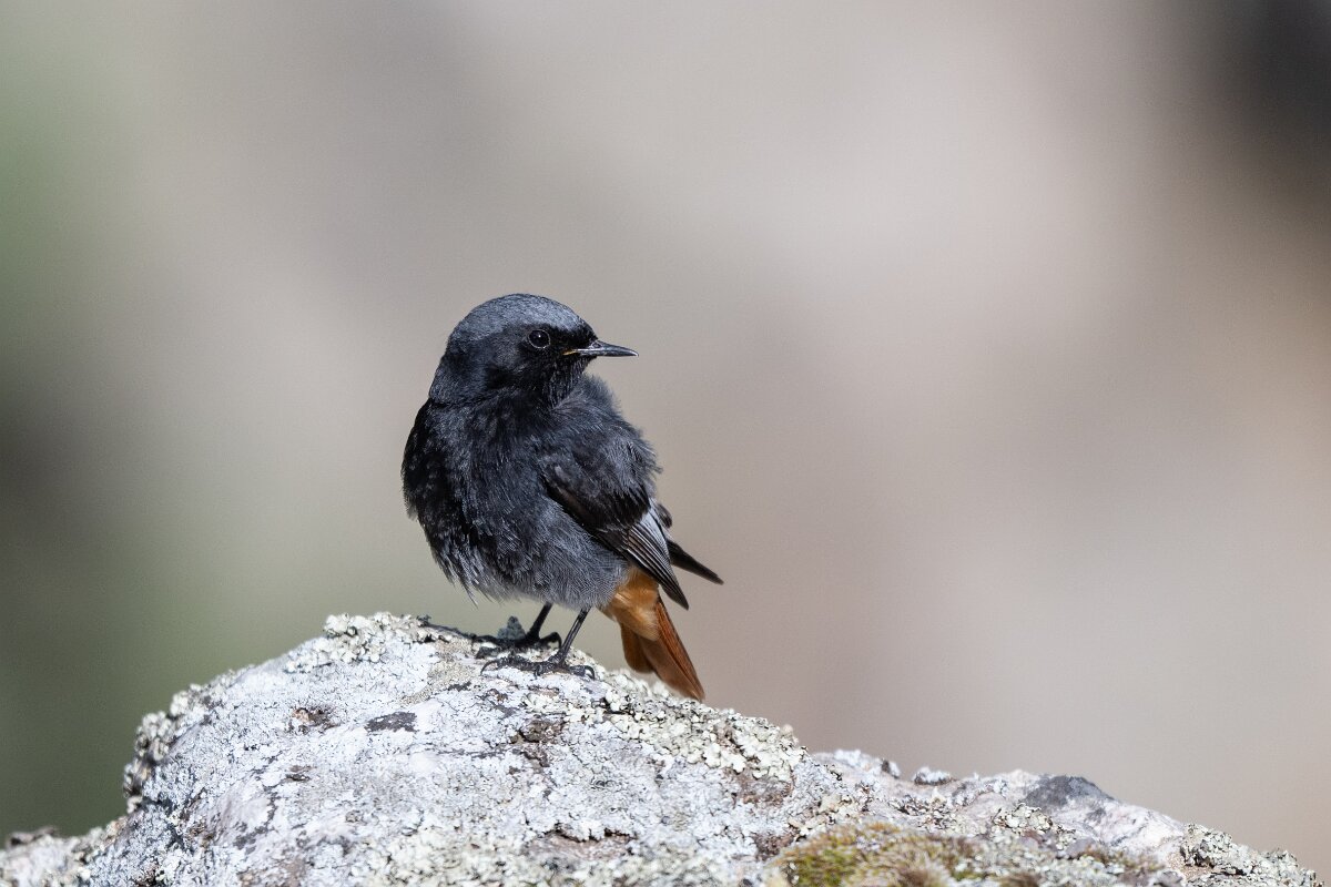 DPPhotography - Extremadura - Black redstart - G.jpg - Black redstart - Peña Falcon, Monfragüe