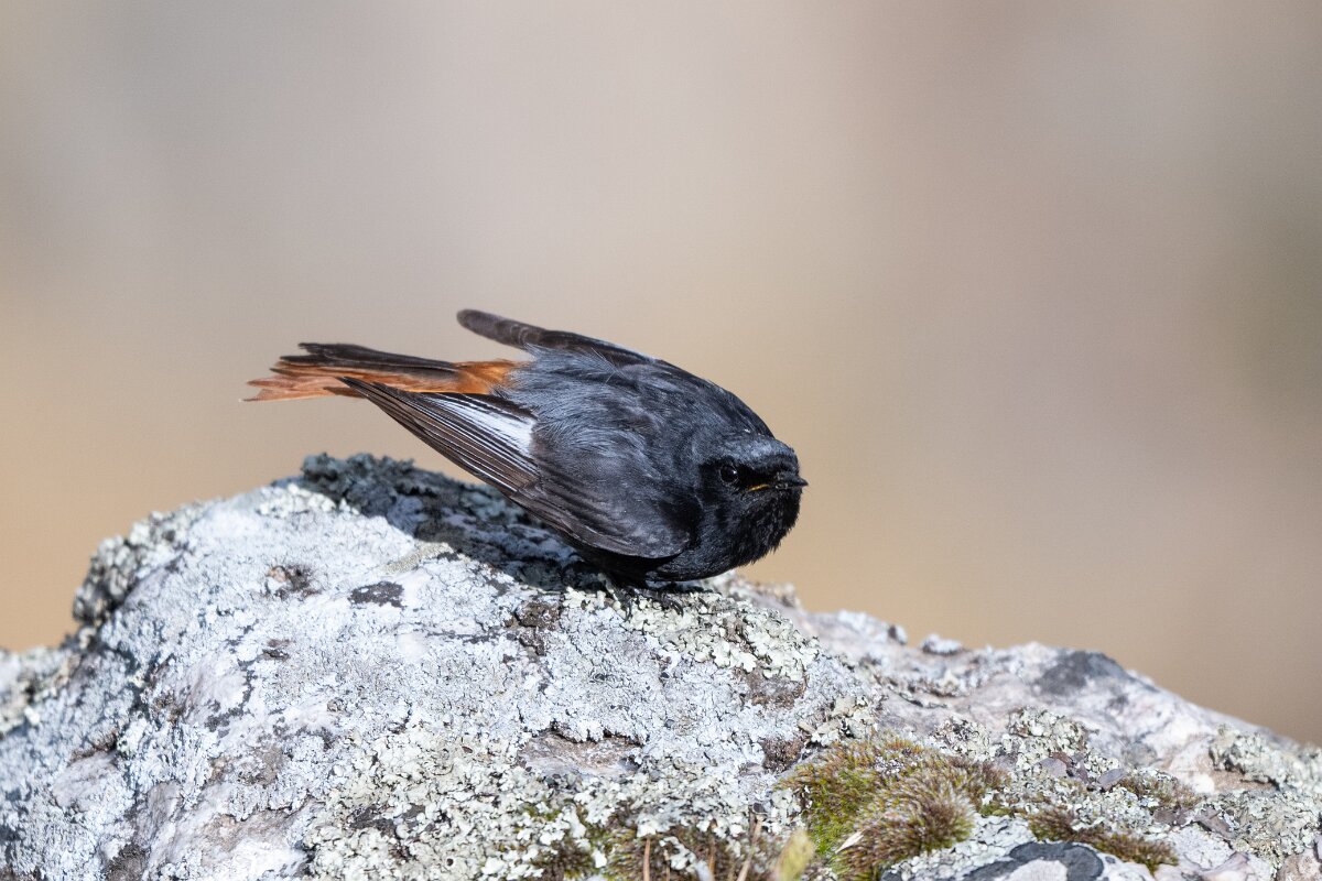 DPPhotography - Extremadura - Black redstart - I.jpg - Black redstart - Peña Falcon, Monfragüe