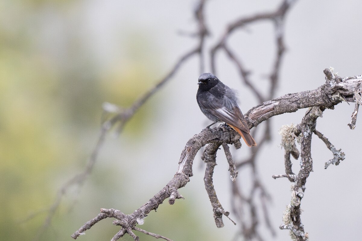 DPPhotography - Extremadura - Black redstart - J.jpg - Black redstart - Peña Falcon, Monfragüe
