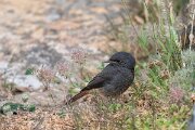 DPPhotography - Extremadura - Black redstart - C
