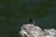 DPPhotography - Extremadura - Black redstart - D