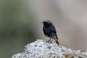 DPPhotography - Extremadura - Black redstart - E