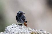 DPPhotography - Extremadura - Black redstart - G