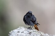 DPPhotography - Extremadura - Black redstart - H