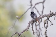 DPPhotography - Extremadura - Black redstart - J