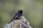 DPPhotography - Extremadura - Black redstart - L