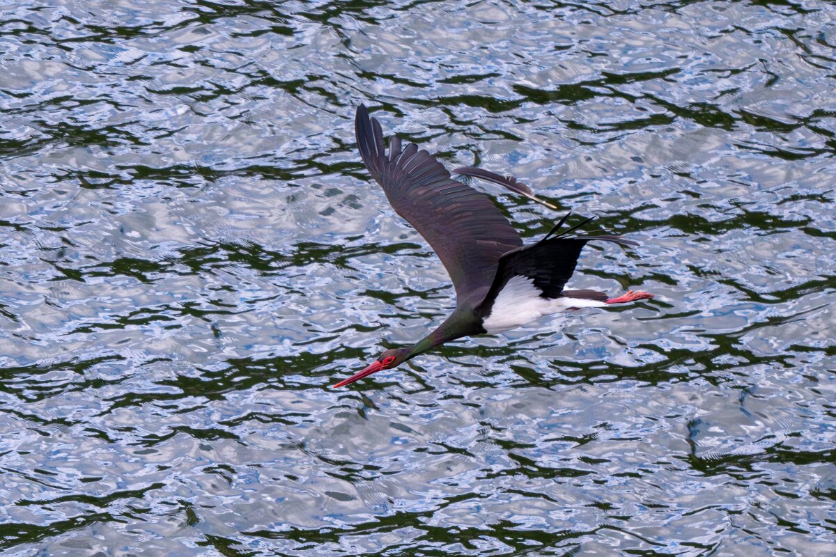 DPPhotography - Extremadura - Black stork - C.jpg - Black stork - Peña Falcon, Monfragüe