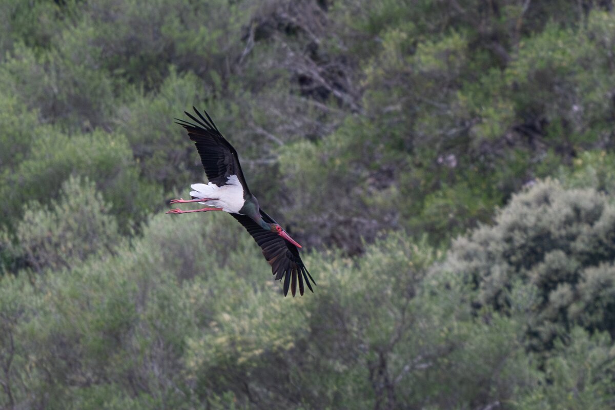 DPPhotography - Extremadura - Black stork - E.jpg - Black stork - Peña Falcon, Monfragüe
