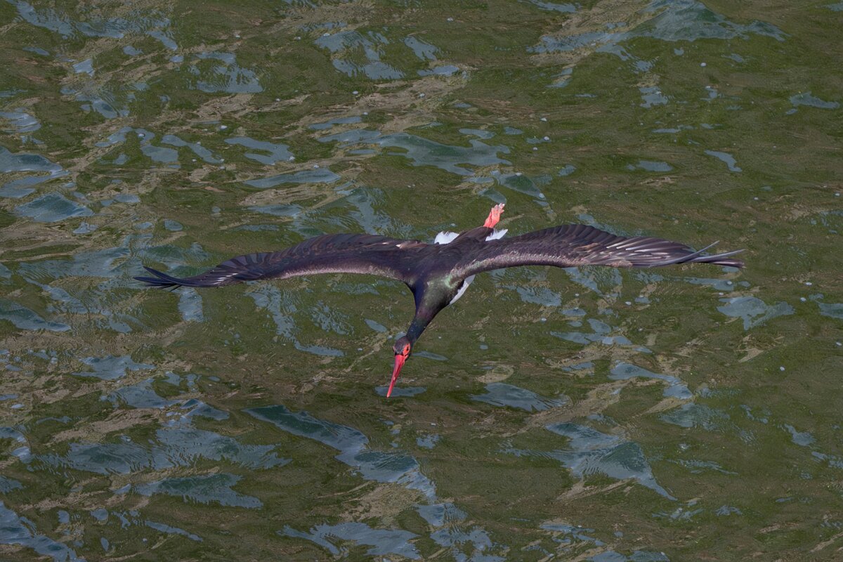 DPPhotography - Extremadura - Black stork - F.jpg - Black stork - Peña Falcon, Monfragüe