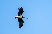 DPPhotography - Extremadura - Black stork - A