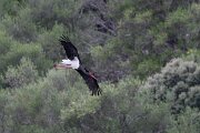 DPPhotography - Extremadura - Black stork - E