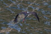 DPPhotography - Extremadura - Black stork - G