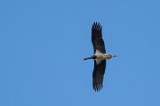 DPPhotography - Extremadura - Black stork - I