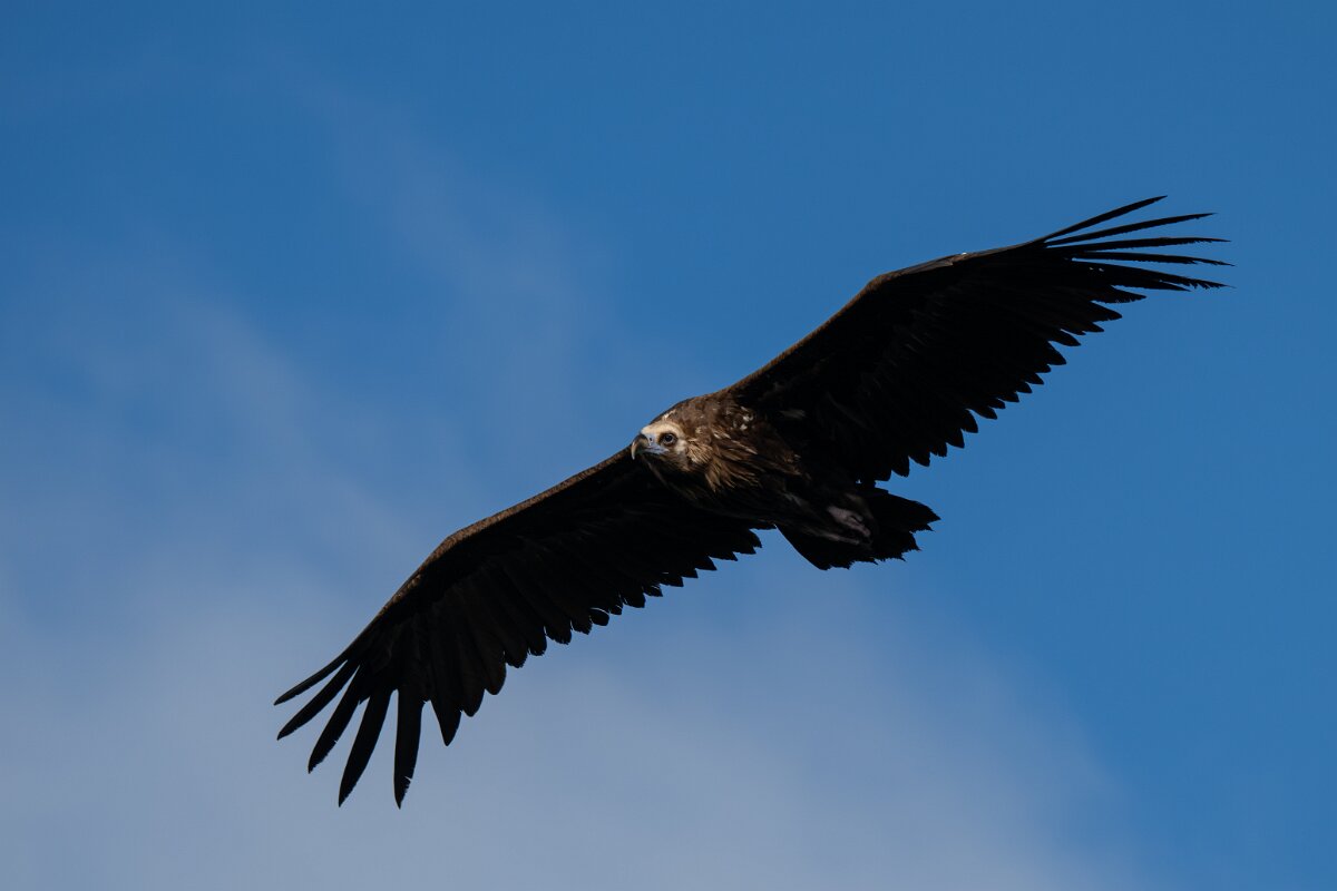 DPPhotography - Extremadura - Black vulture - C.jpg - Black vulture - Castillo de Monfragüe, Extremadura