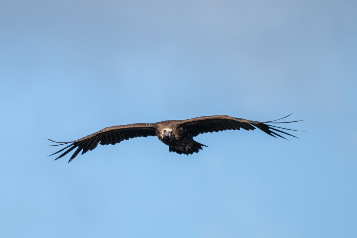 DPPhotography - Extremadura - Black vulture - E.jpg - Black vulture - Castillo de Monfragüe, Extremadura