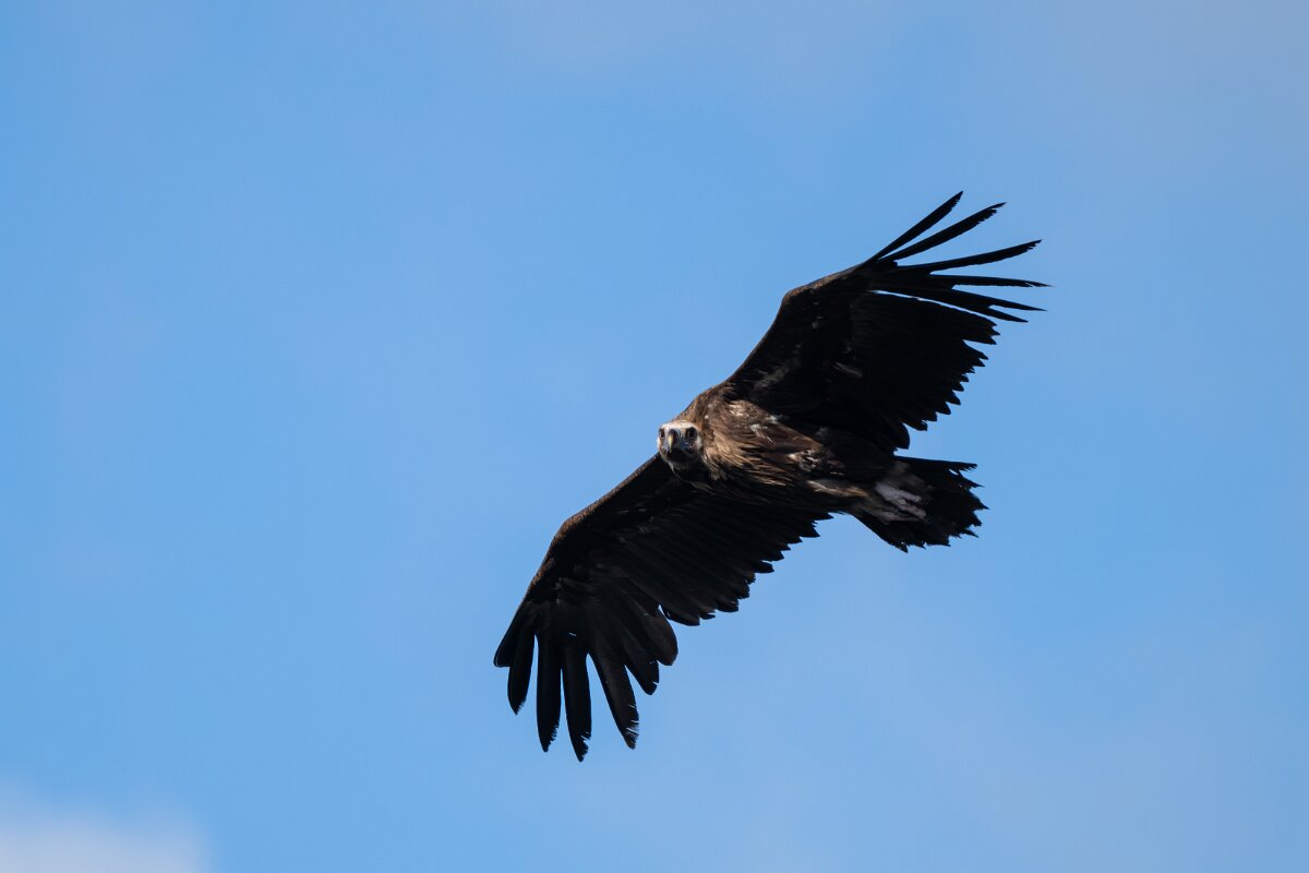 DPPhotography - Extremadura - Black vulture - F.jpg - Black vulture - Castillo de Monfragüe, Extremadura