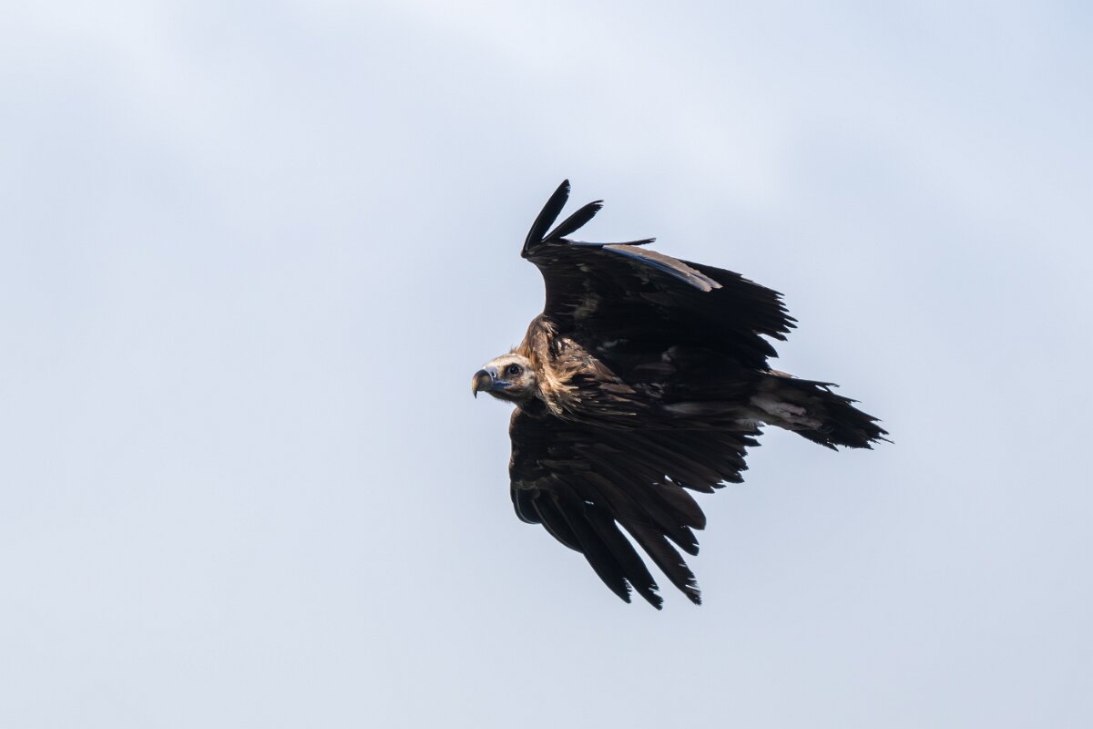 DPPhotography - Extremadura - Black vulture - G.jpg - Black vulture - Castillo de Monfragüe, Extremadura