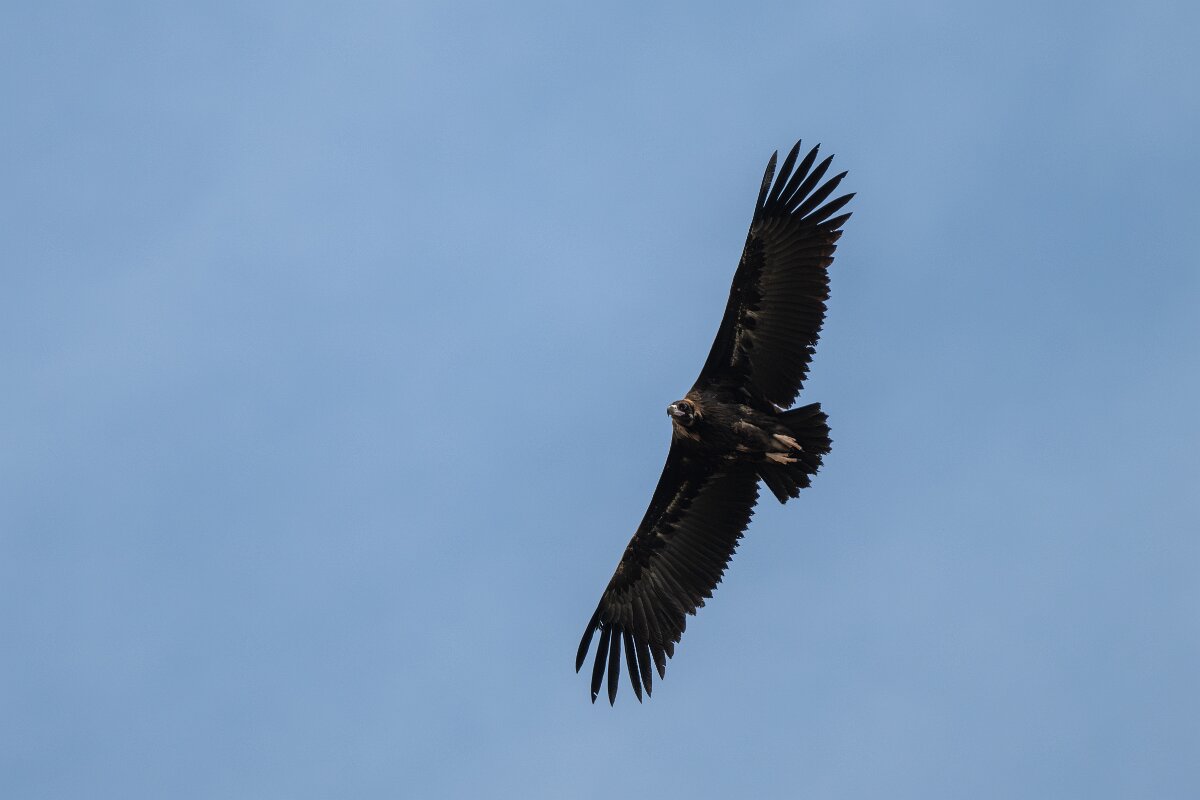DPPhotography - Extremadura - Black vulture - K.jpg - Black vulture - Trujillo Plains, Extremadura