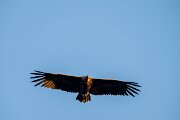 DPPhotography - Extremadura - Black vulture - A
