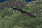 DPPhotography - Extremadura - Black vulture - D
