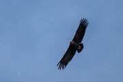 DPPhotography - Extremadura - Black vulture - J