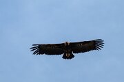 DPPhotography - Extremadura - Black vulture - L