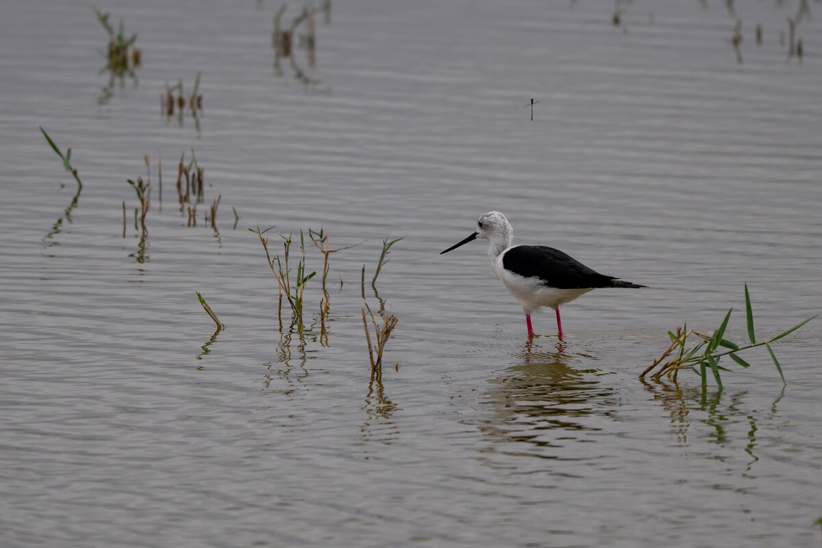 DPPhotography - Andalucia - Black-winged stilt - A.jpg - Black-winged stilt - Doñana National Park